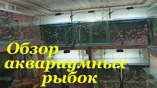 Моя миниразводня Обзор аквариумных рыбок
