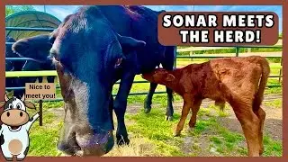 Sonar🐮Meets The Herd!🥹