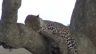 125 Leopard 1