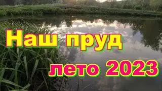 Наш пруд в деревне, летний обзор.