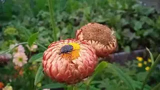 БУКАШКА
