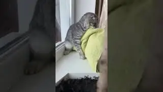 Crazy cat