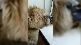 Ремонт окон с юмором