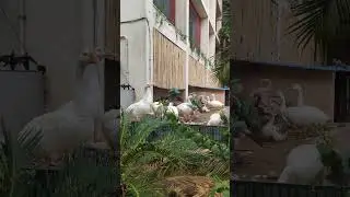 #nature Beautiful Bird #shortsfeed #shortvideo #shorts #short #youtubeshorts #youtubeshort