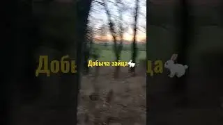 добыча зайца 
