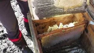 spring revision of bees.bees in the sunbed.squeeze the bee's nest