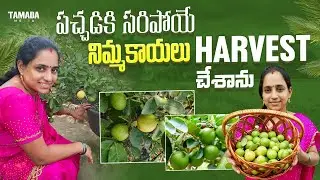 Biggest Lemon Harvest | harvest for lemon Pickle || TELUGU GARDEN VLOG