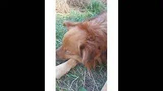 Все таки достал он тебя ☝🤔🐕