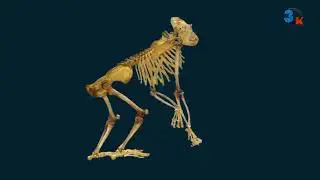 Chimpanzee 3D Anatomy | Chimpanzee Skeleton | Chimpanzee Walk Cycle | Need To Learn 3 Artist | 4 Leg