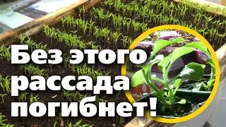 ЗАКАЛИВАНИЕ РАССАДЫ. ДВА СПОСОБА ДЛЯ ЗДОРОВЫХ И КРЕПКИХ РАСТЕНИЙ