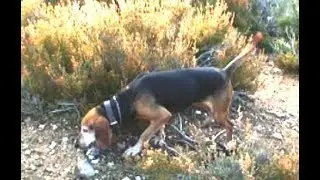 ΚΥΝΗΓΙ ΛΑΓΟΥ ...ανατριχίλα!