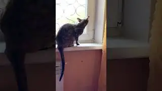 Была муха и нет мухи 😻#cat #animals #кошки #ориенталы