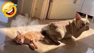 Try Not To Laugh: Funniest Dog Behaviors & Animal Encounters 2026