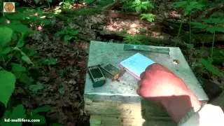 Осмотр нуклеуса 3