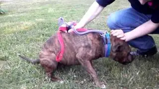 Smudge at RSPCA Sheffield