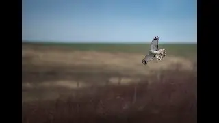 Avian Experiences with Theodore Emery