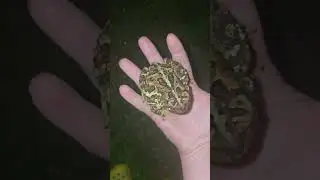 August 19, 2024 Massive Toad