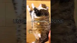 🐱 Gatto panzone (PARTE 8)