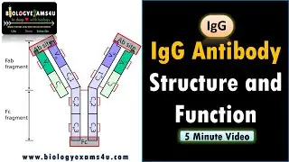 IgG: Structure and Function || How does IgG fix complement?