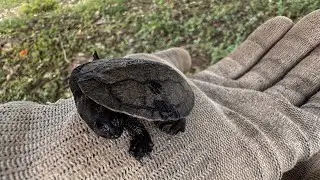 Baby Krefft's Turtle finds water for the first time 🐢