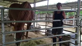 F.R.I.E.N.D.S. Horse Rescue with Bud the volunteer Anita