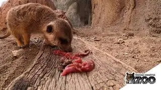 Breakfast with the Animals - Meerkats
