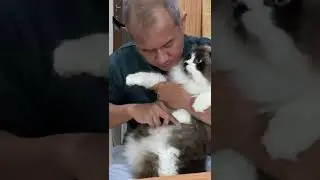 JANGAN PANIK KALO BULU KUCING RONTOK #shorts