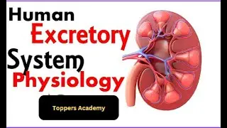 Physiology of Kidney | Excretory products and their Elimination | #urinary_system #toppersacademy