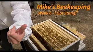 Week 6 - I Got Stung!