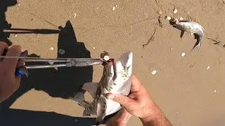 My FIRST EVER Jack From the Surf and Puppy Blacktips