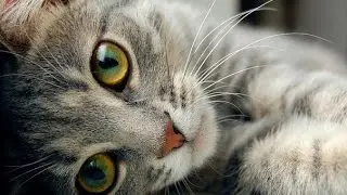 Мой кот любит хип хоп.