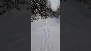 Всероссийская гонка на собаках.