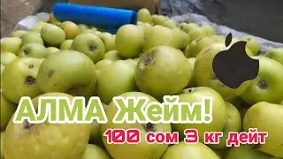 APPLE PRICE ASKED BROTHER. Jalal-abad.