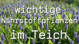 Wichtige Nährstoffpflanzen im Gartenteich