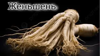 Женьшень, миф или реальность?