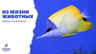 #ИЗЖИЗНИЖИВОТНЫХ