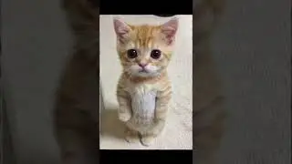 (Ace Attorney) El gato... 
