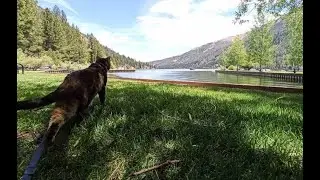 Goodbye Pretzel ( In loving memory )