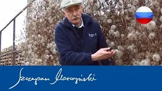 Clematis - Обрезка клематисов