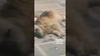 беременная эльза лежит и отдыхает
