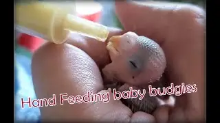 Hand feeding baby budgies