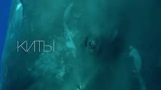 МУЛЬТИМЕДИЙНАЯ ВЫСТАВКА «ХИЩНИК НЕЖНОСТЬ» тизер 2
