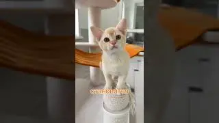 Согласны? #бурма #cat #бурманскиекотята #kitten #catlover #cute #купитькотенка #pets #котята