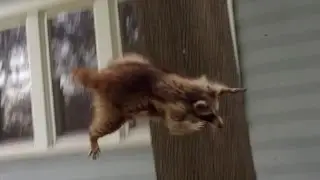 Crazy Raccoon Attacks German Shepherd