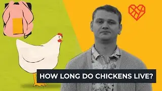 How Long Do Chickens Live?