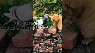 kucing si oyen lagi digoda merpati #short #bali #shorts