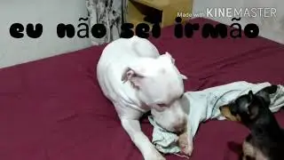 A piada mais ruim do mundo