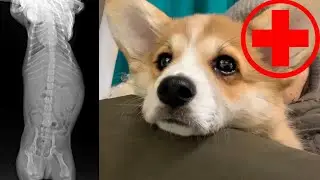 WE ARE URGENTLY TAKE SADDY FOR X-RAY
