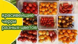 Черри томаты в старой теплице / Приглашаю с ними познакомиться поближе / Минская область