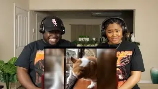 Try Not To Laugh at Funny Animals Compilation | Kidd and Cee Reacts